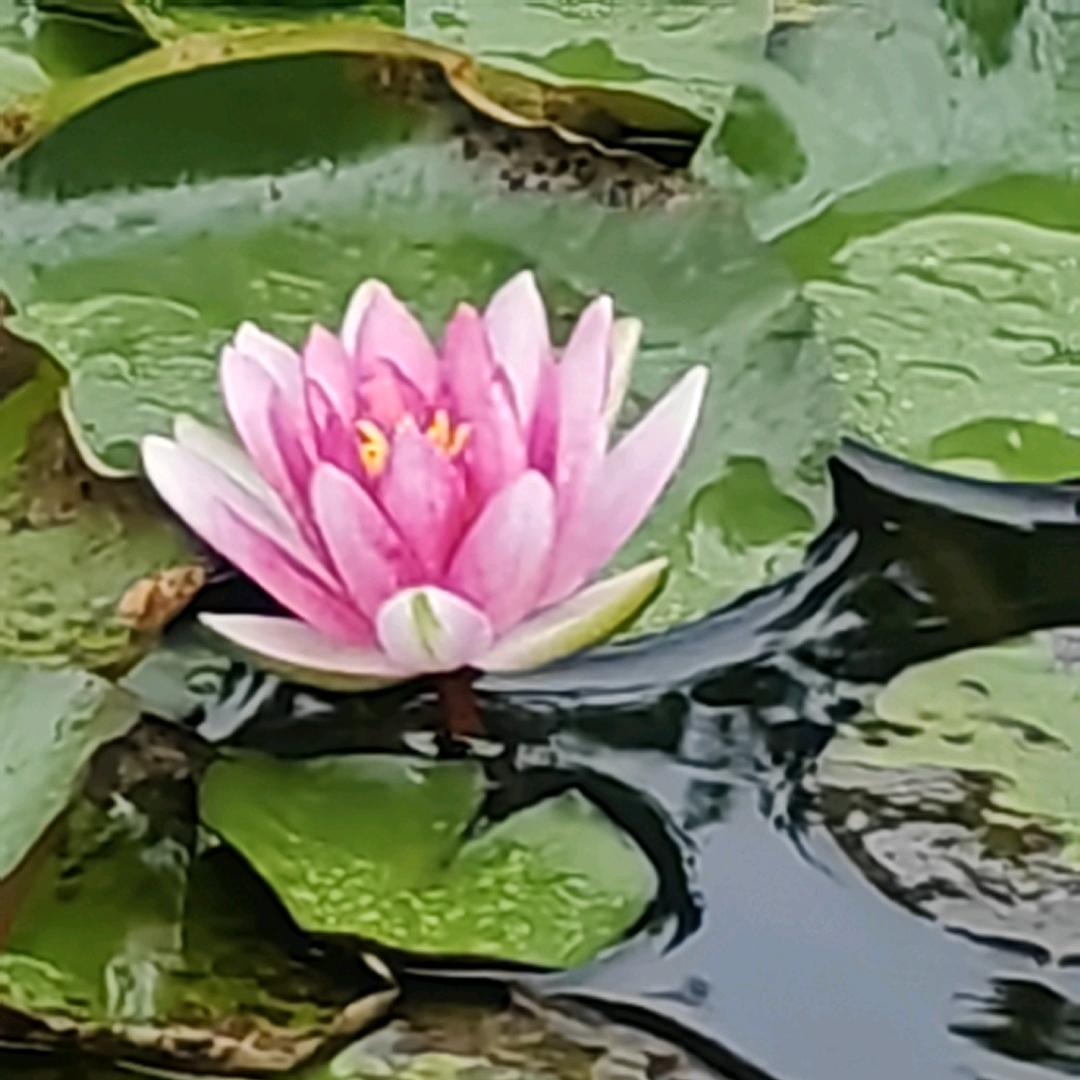 富城