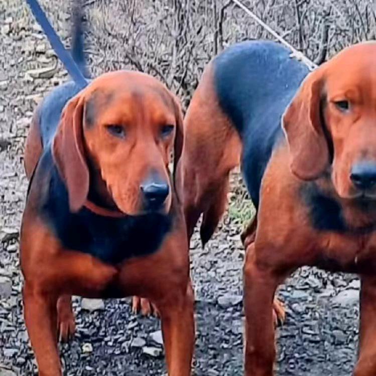 猎犬俱乐部《买🐶丝我》