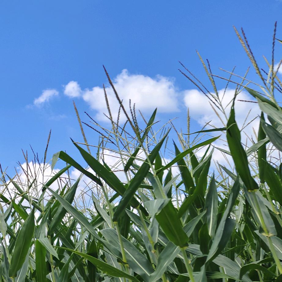 原来缘去😎😎