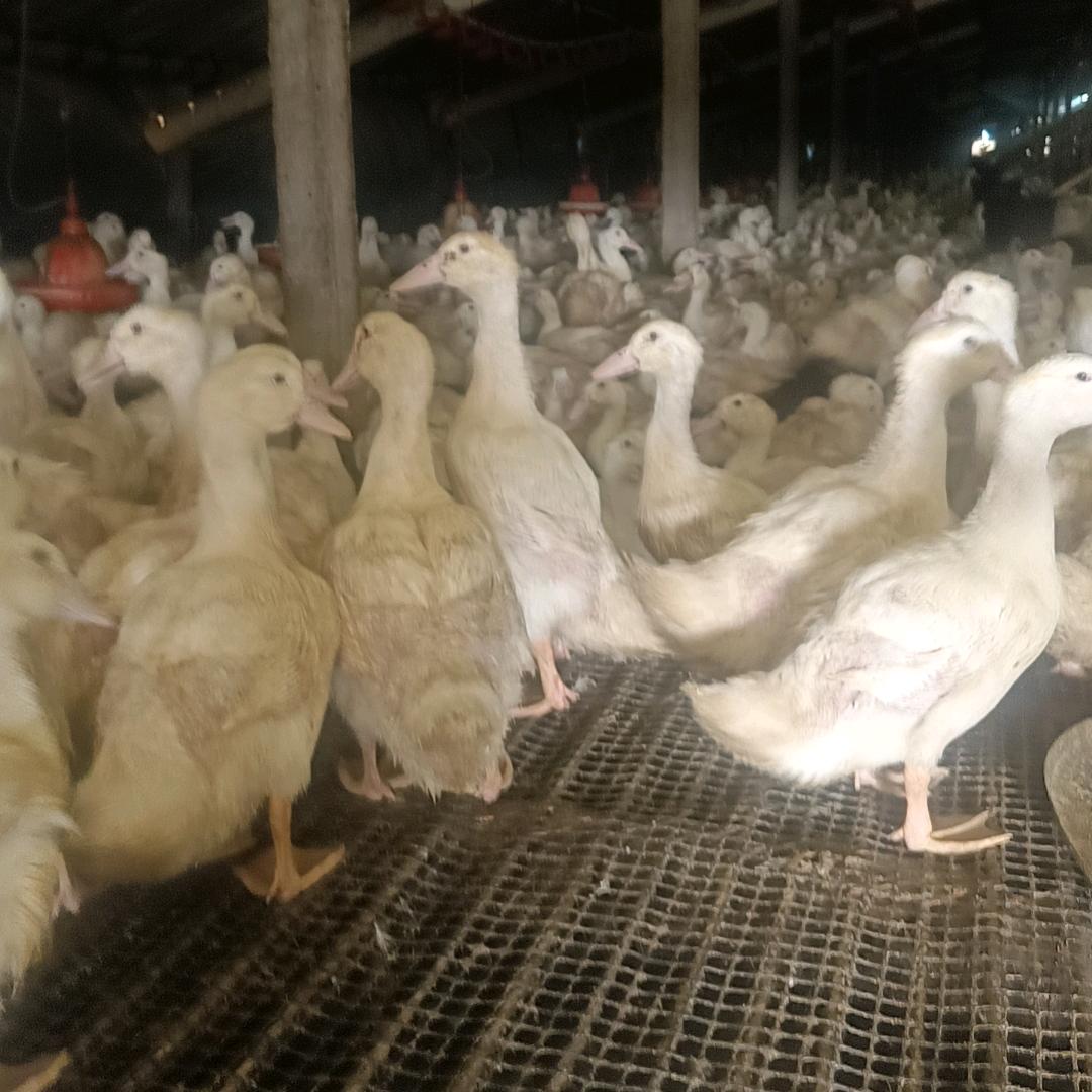 养鸭技术交流！专业修棚，建棚，料线，料塔