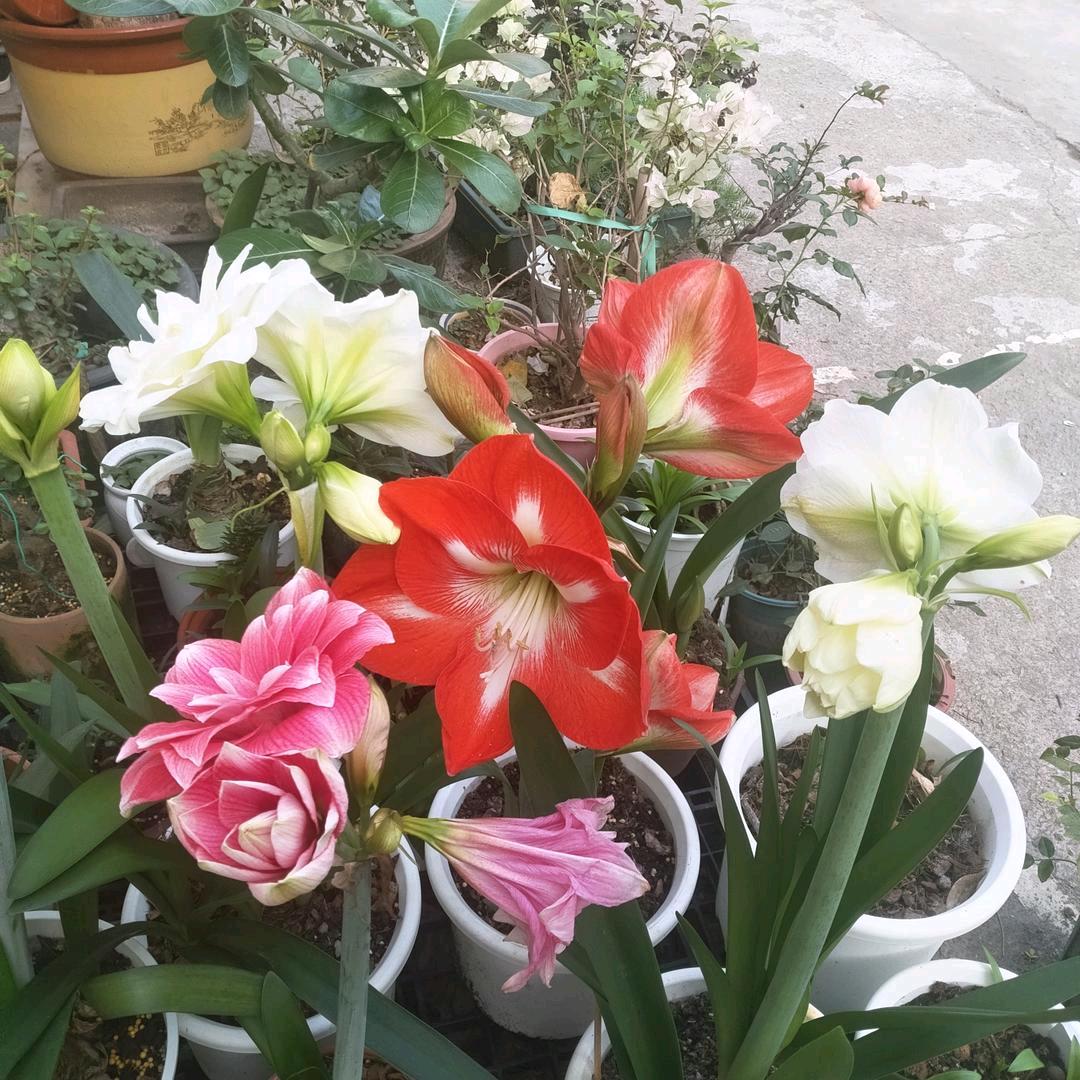 我一生只爱一人