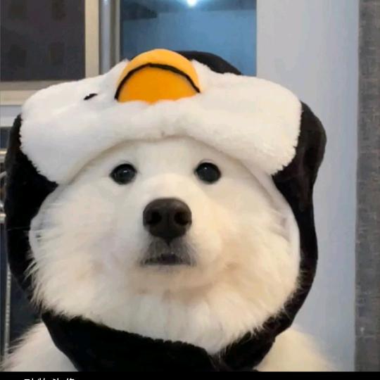 薯戴王