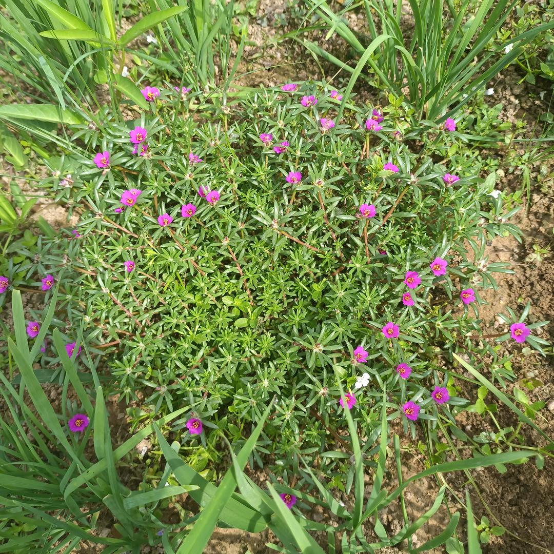 好运🌻相伴