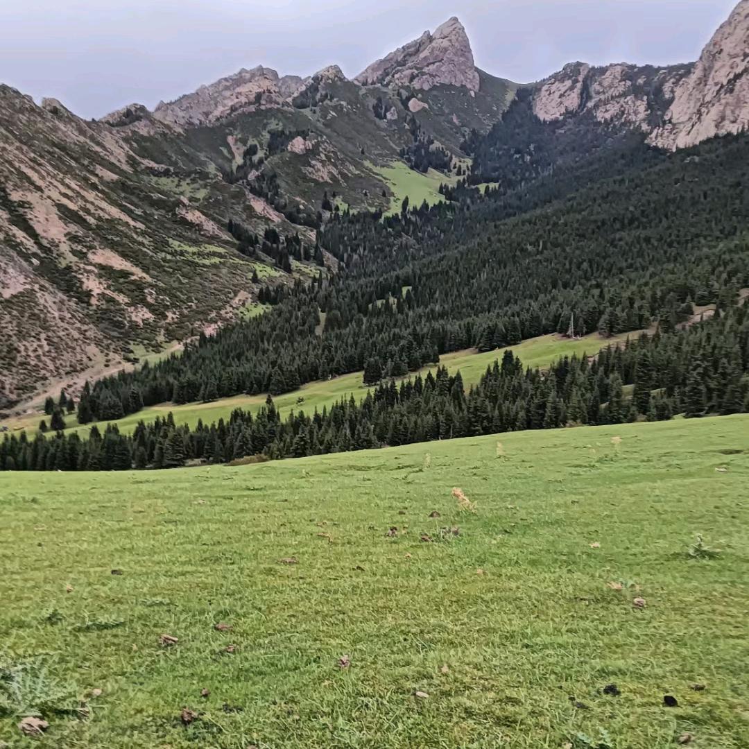 🎖新疆一号绒山羊🎖