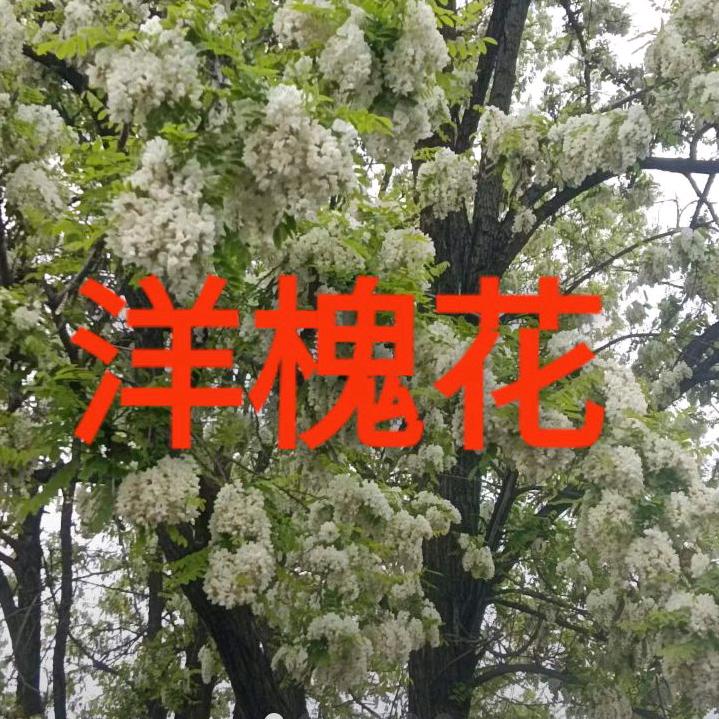 蜂娘
