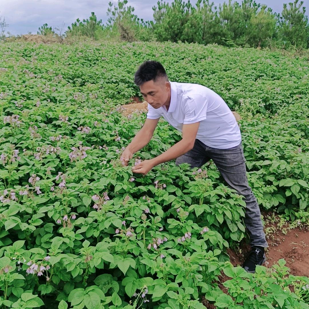 芒允李法农资、种薯、西瓜收购销点