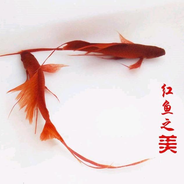 @苹姐吖