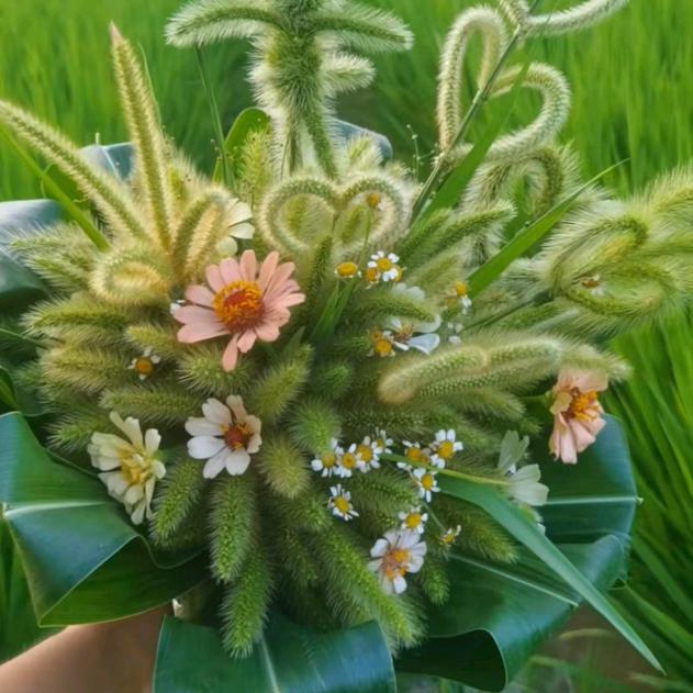 一毛不剩