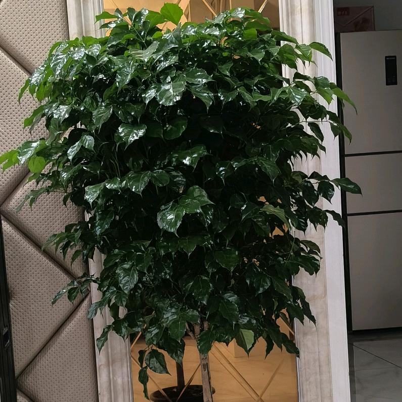 红豆