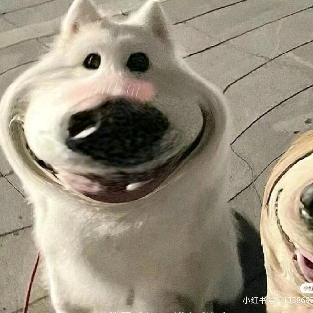 朽木不可雕也¹