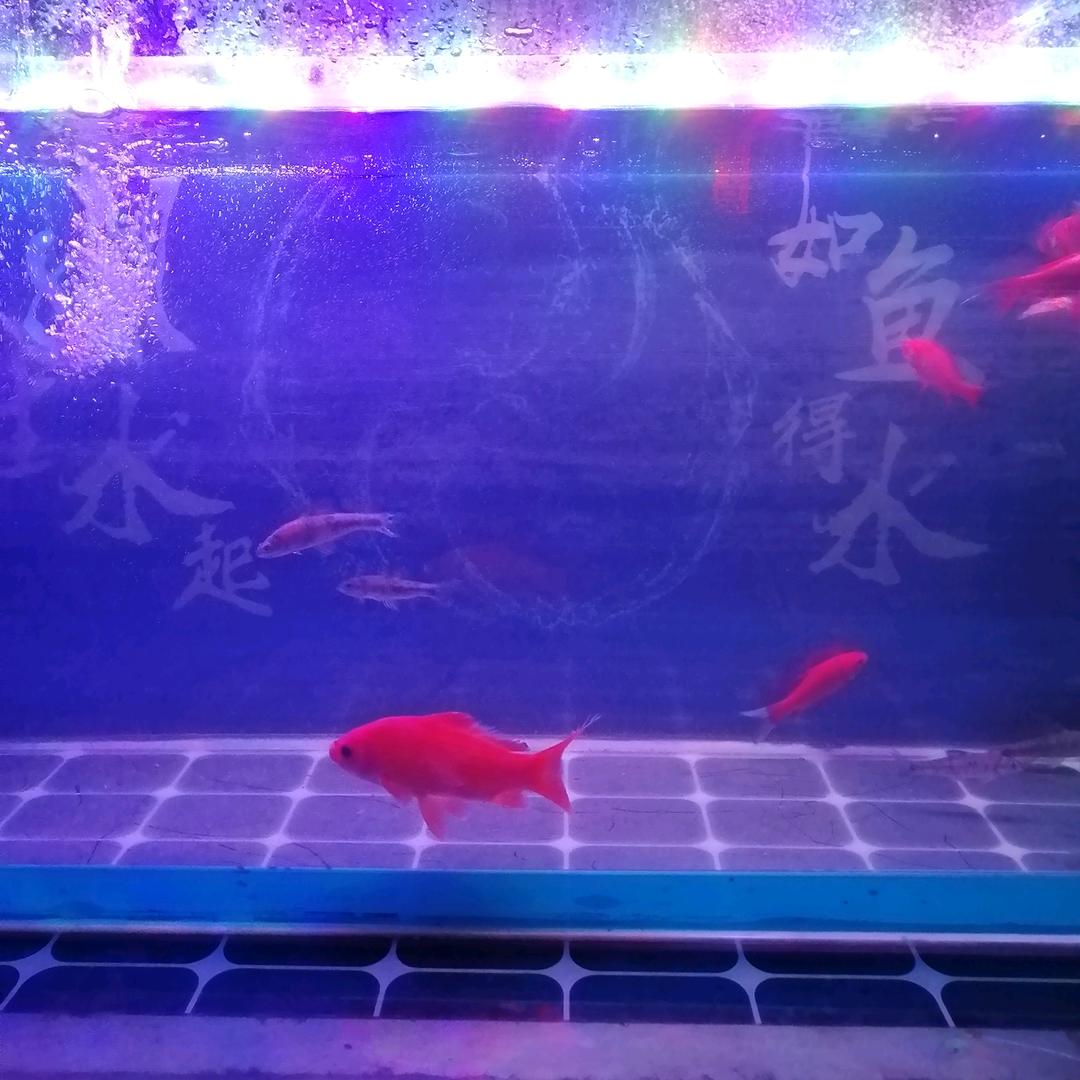 野生鱼虾