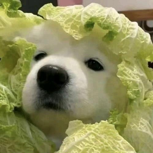 一叶枫
