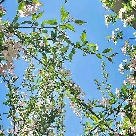 柠檬巧克力石头