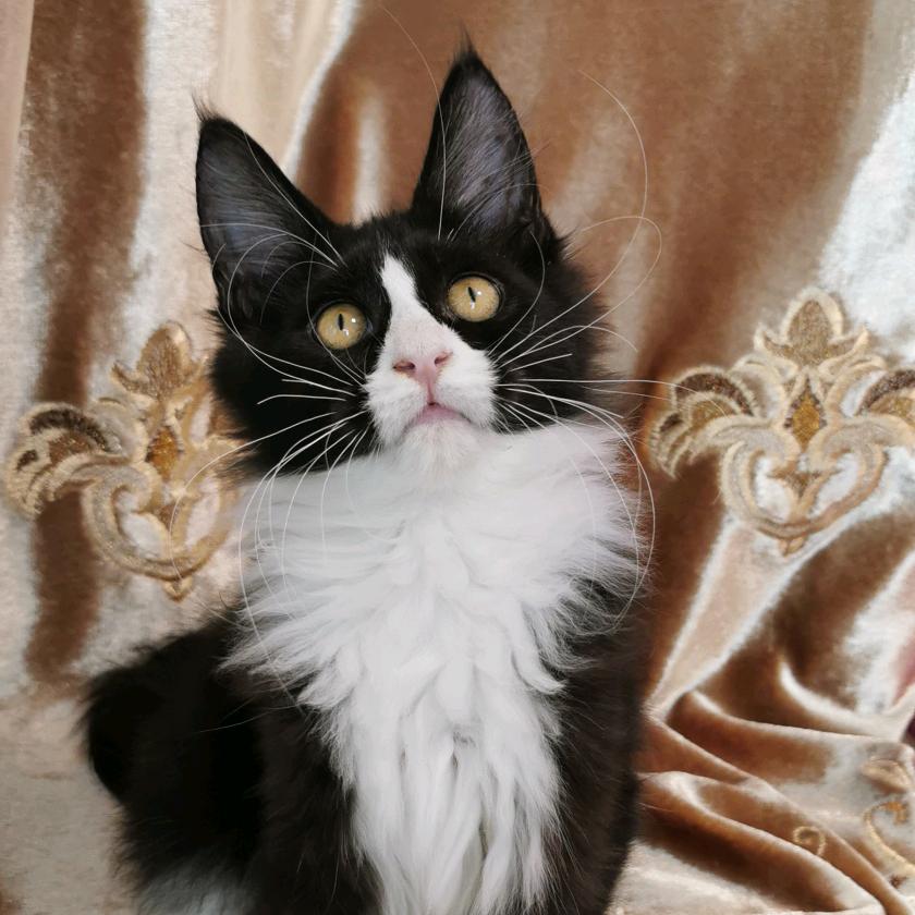 ViviHajimi猫咪