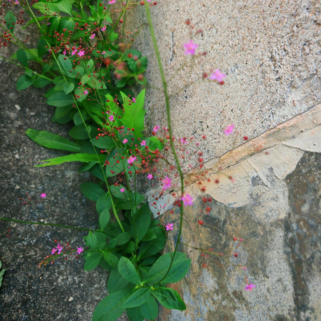 资兴鸿运卤味.双儿