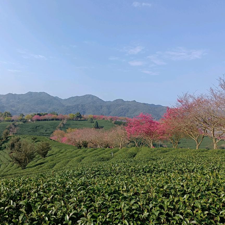 一片桃花🌸
