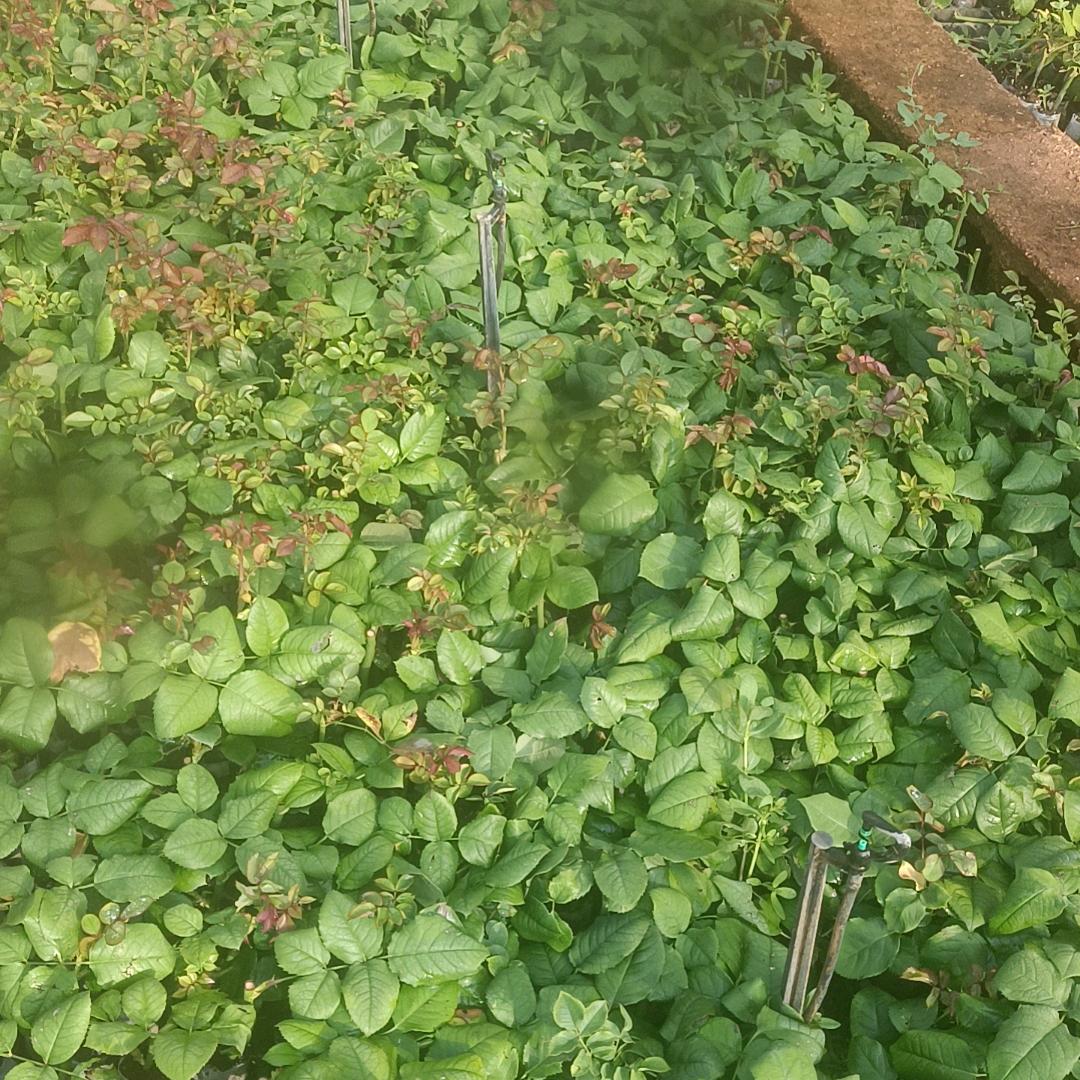 有花漾玫瑰种苗基地