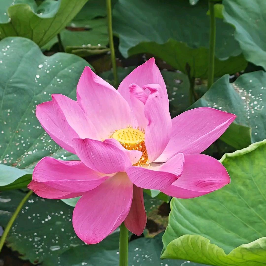 花开富贵🌸🌸