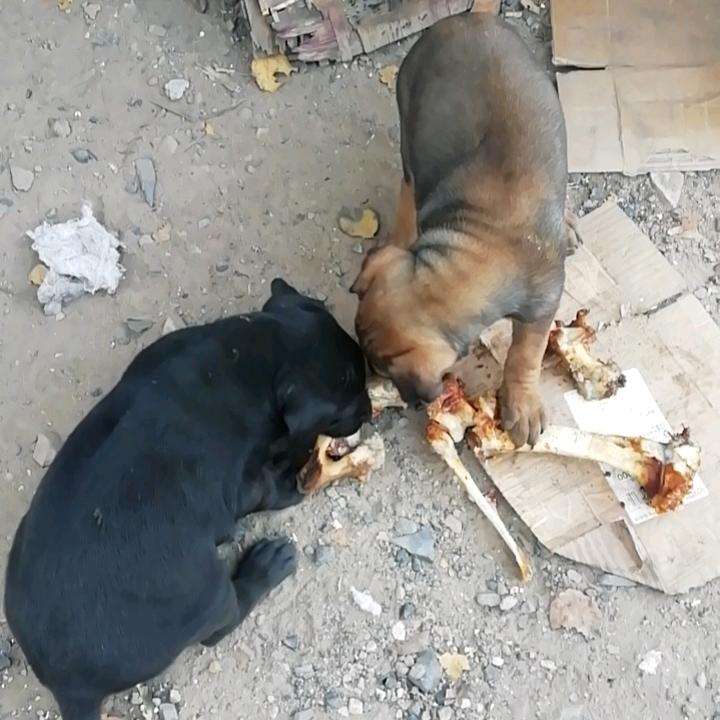 满天飞