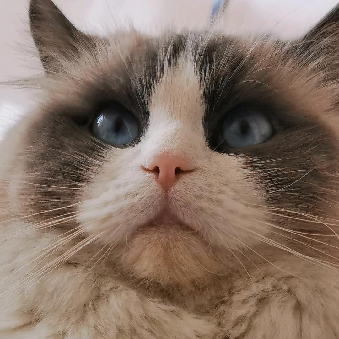 饼干🍪不差钱儿