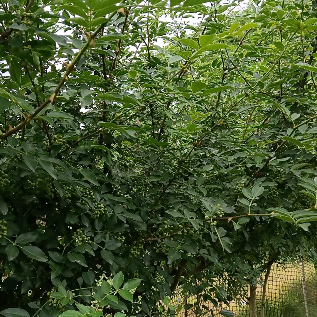 柒月