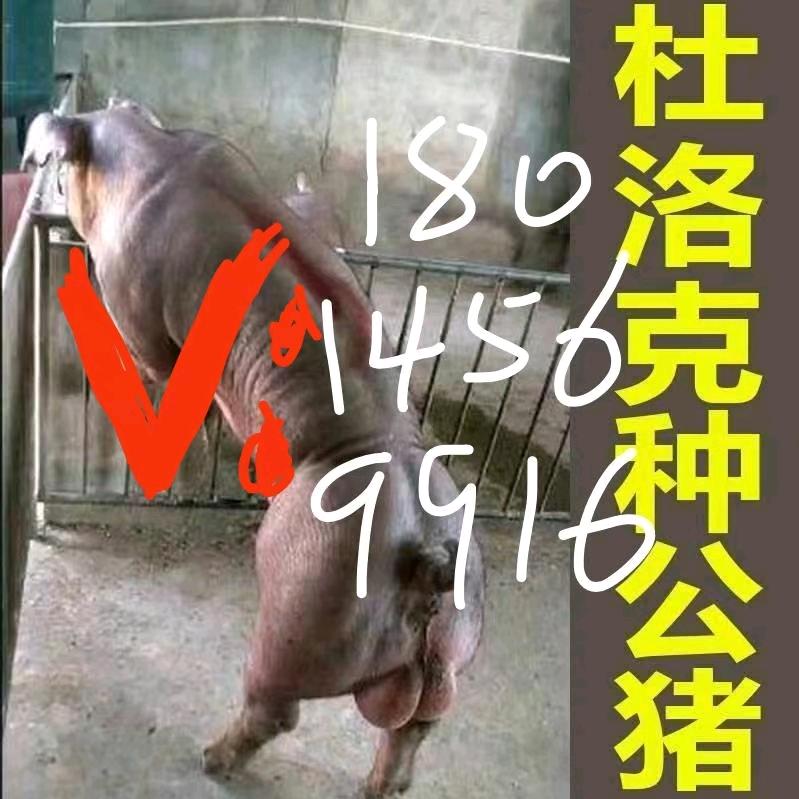 点个关注《买好种猪找我》一级育种全国发货