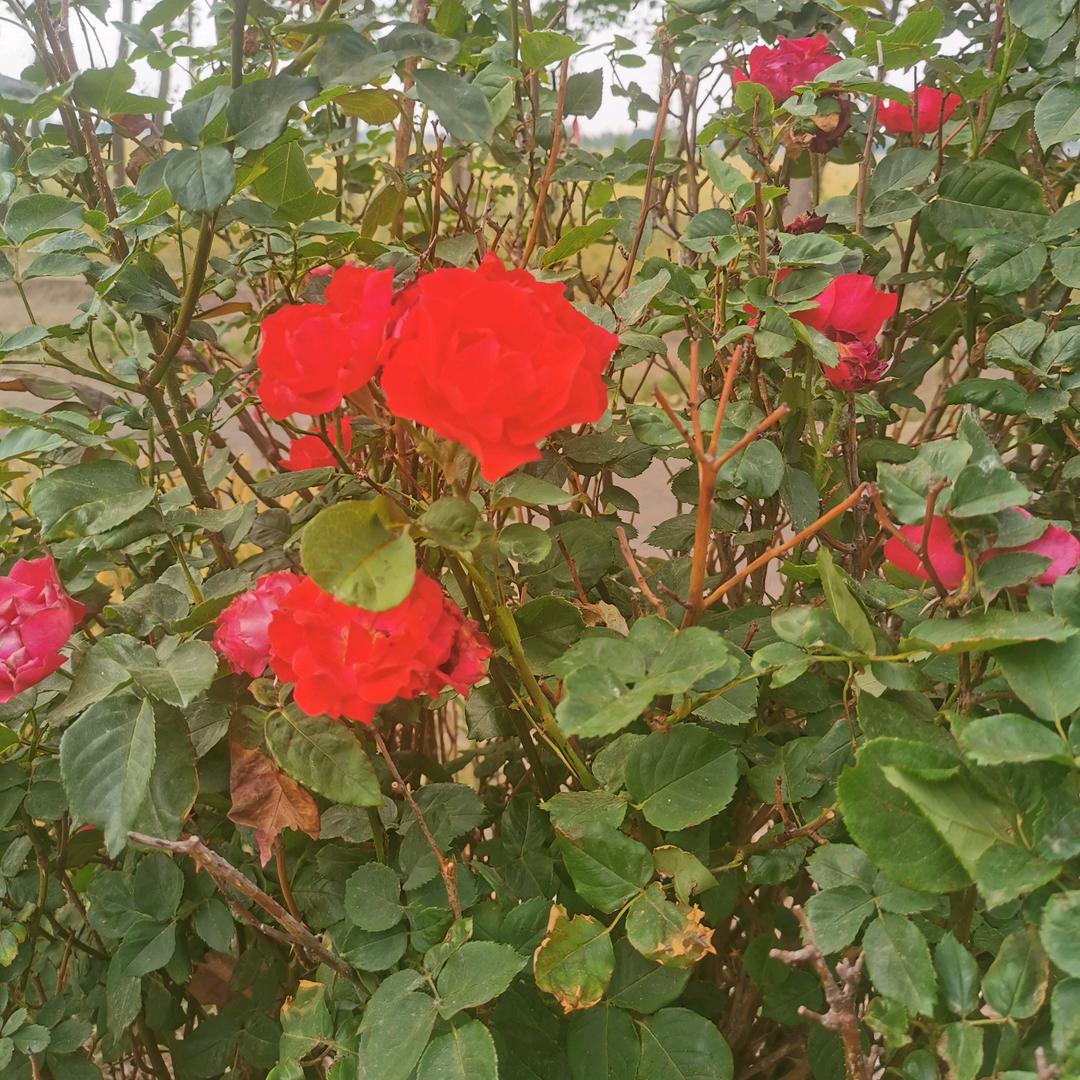 月季花