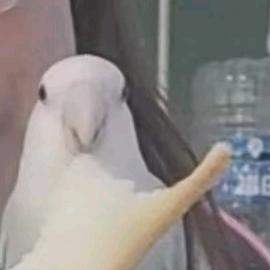 墩墩是只小牡丹