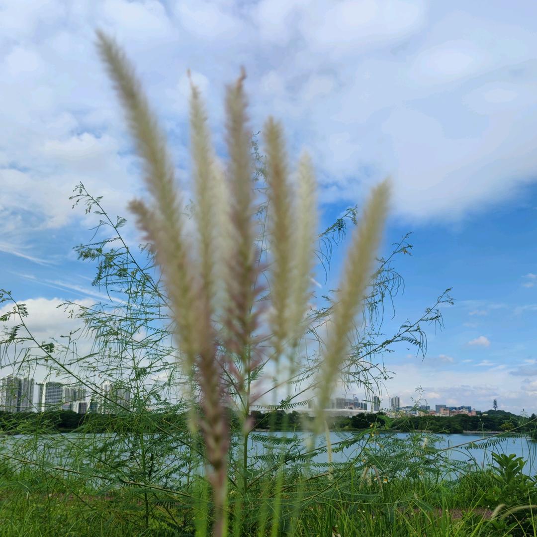 狗尾巴草
