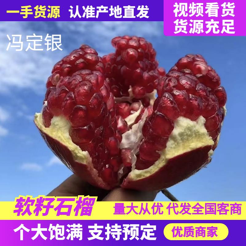 突尼斯软籽石榴小冯