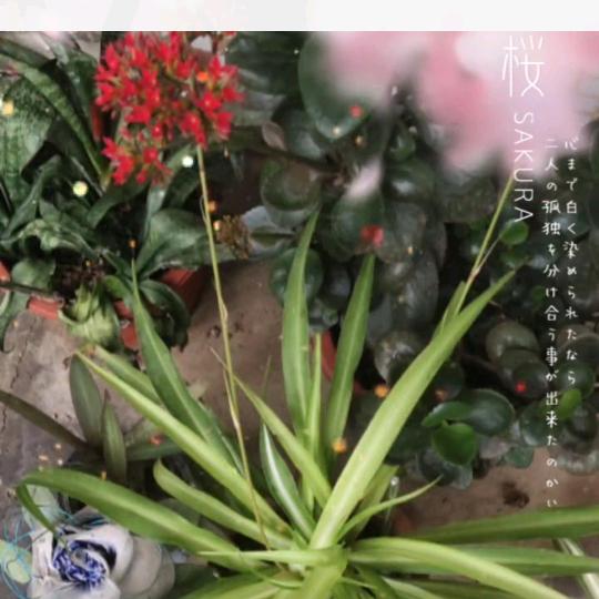 ✨开心每一天✨