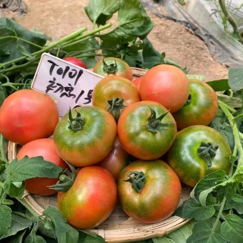 中原蔬菜乐园希小番