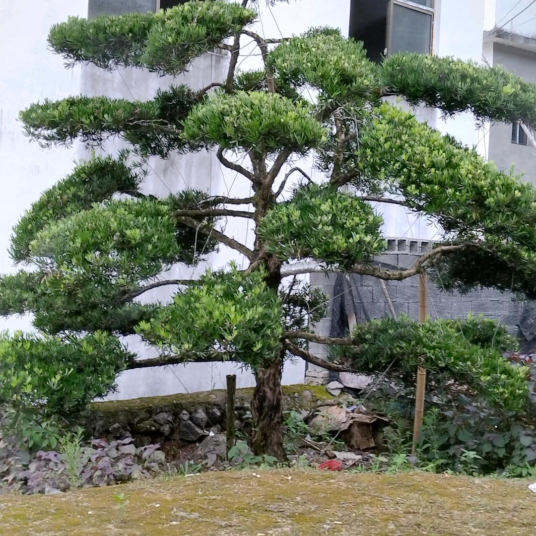 利哥