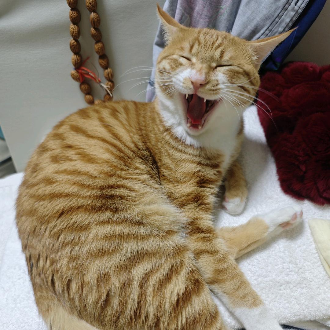 明头像