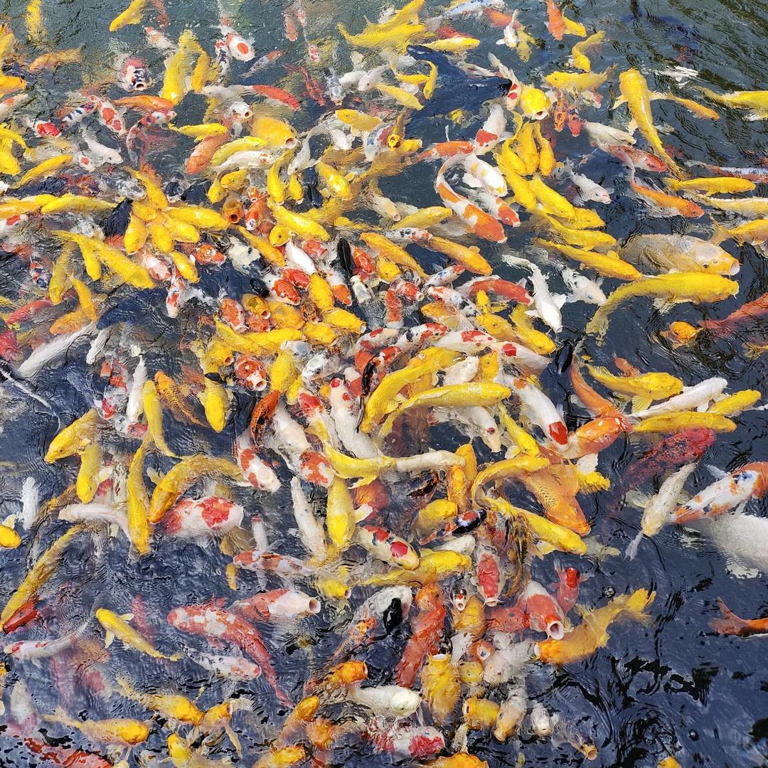 蓝海哥哥