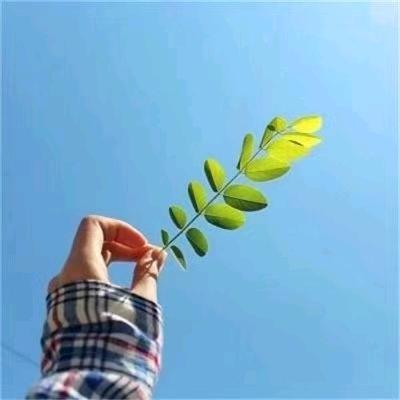 陌生的歌