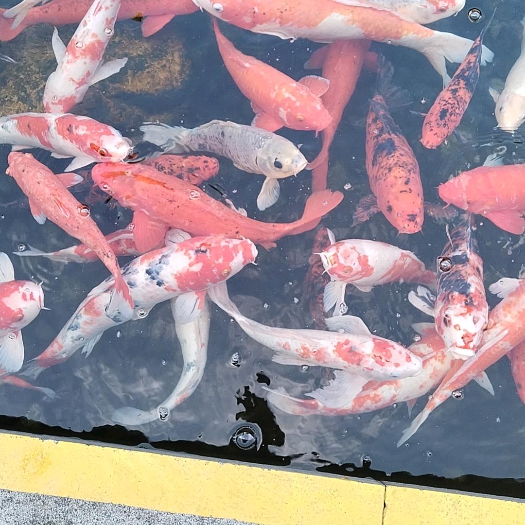 用户林4795363184877