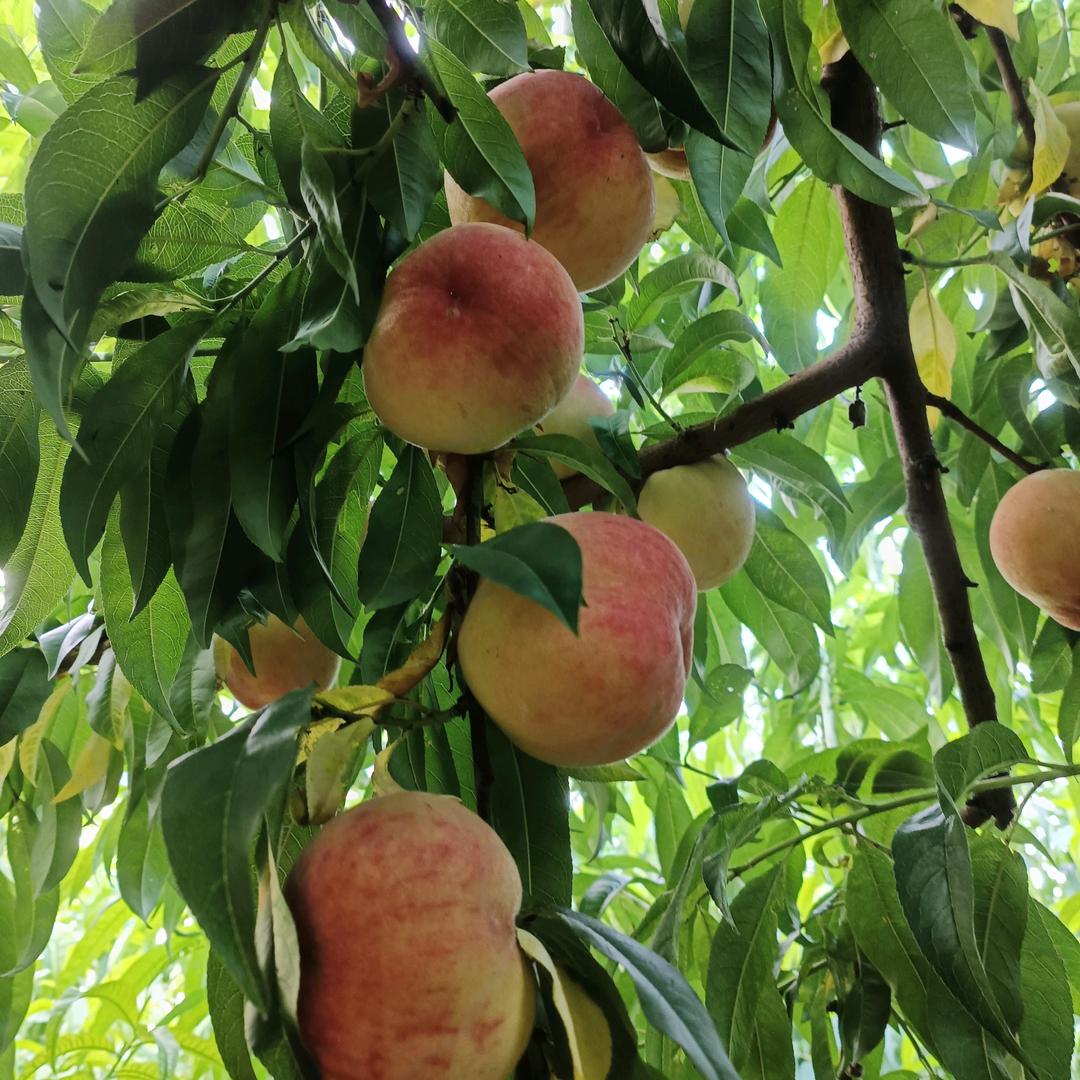 内黄麒麟生态园