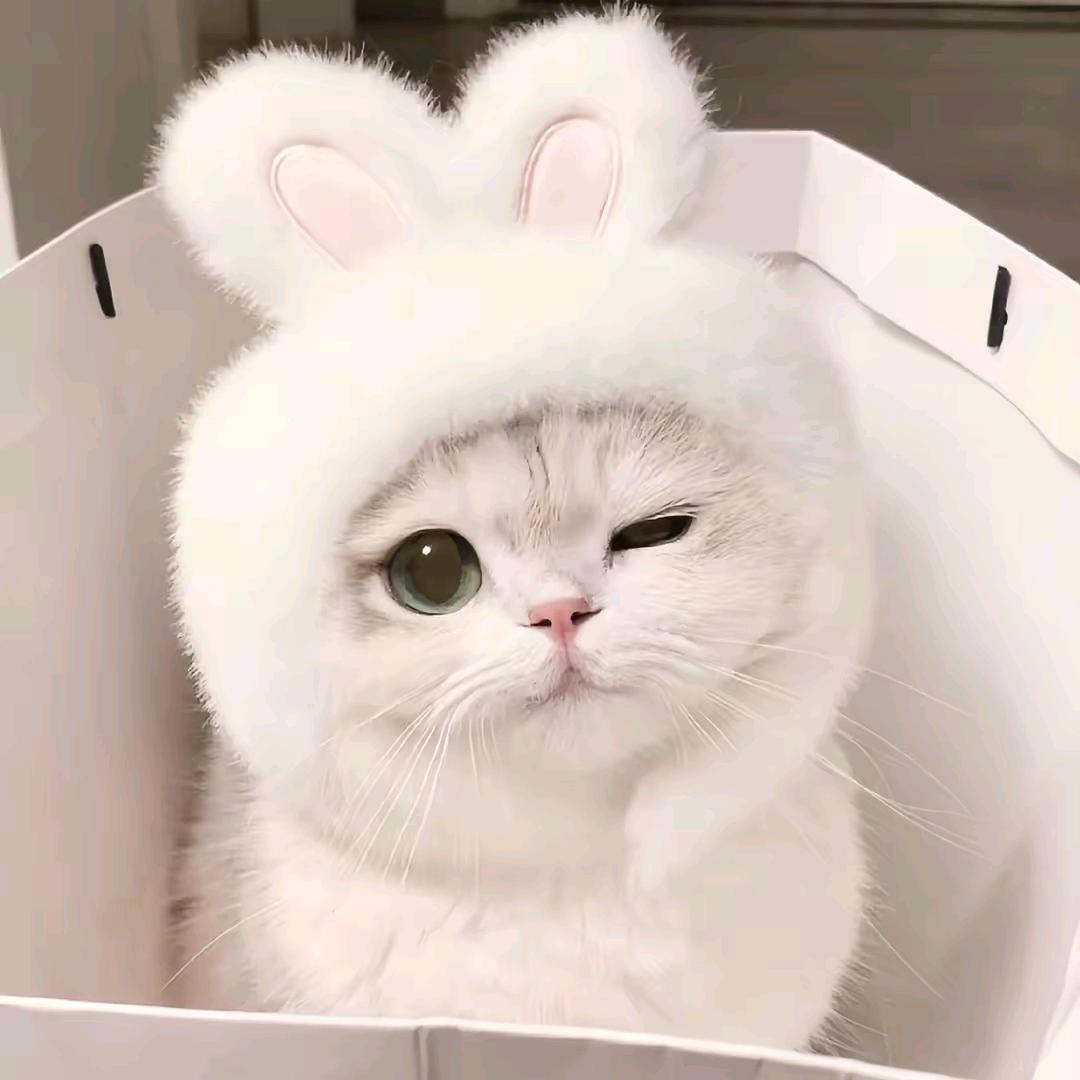 兔子🐰姐姐