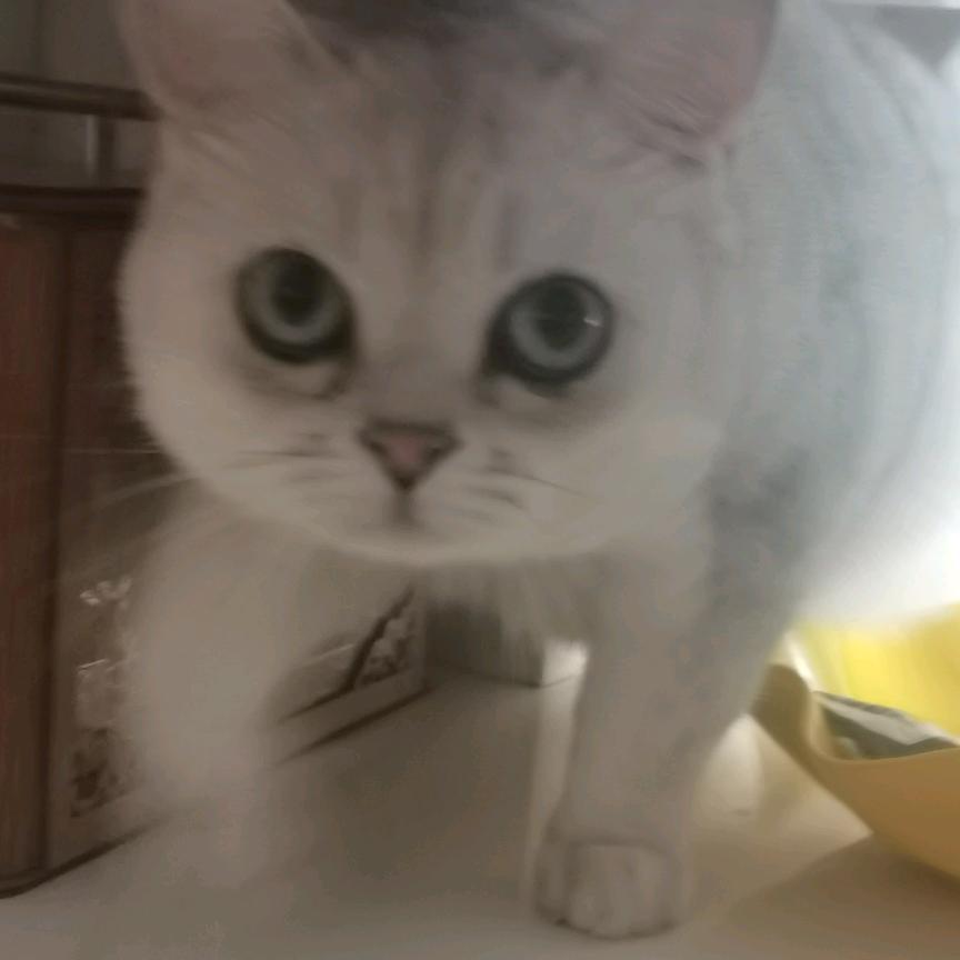 牛战士之永远不会摘下他的面具