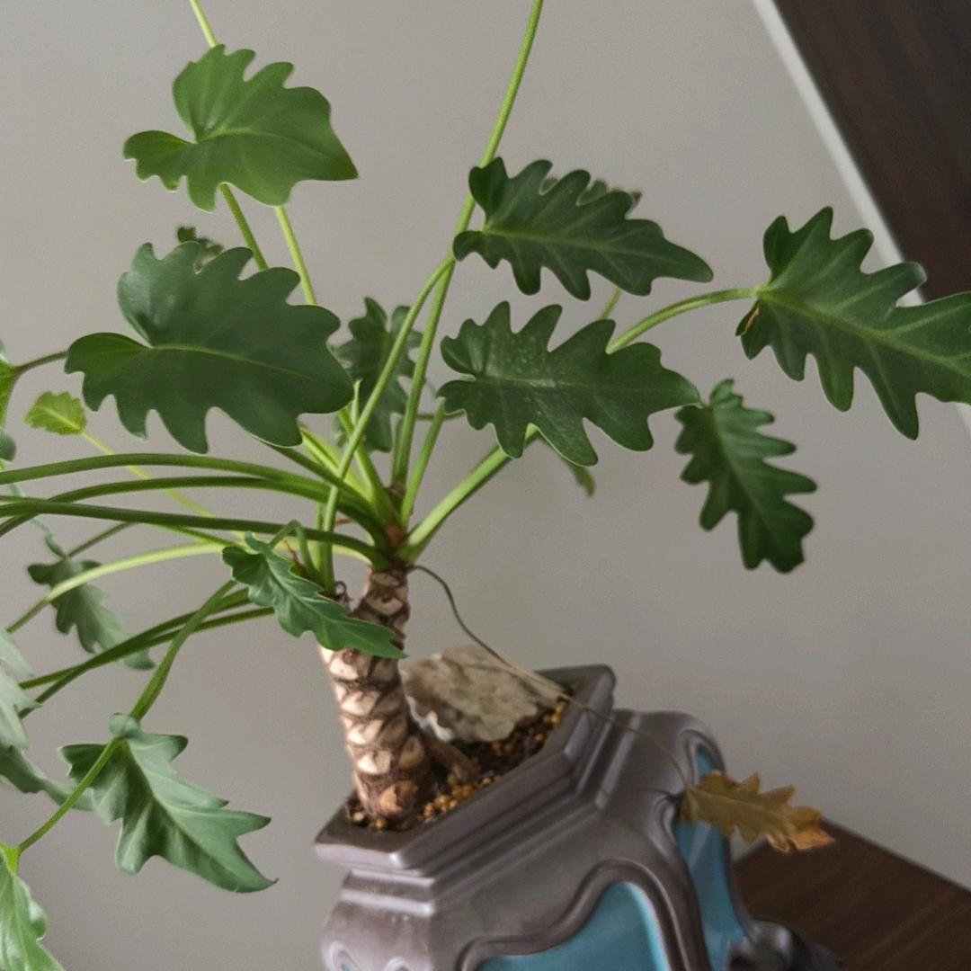 梅好   好物分享