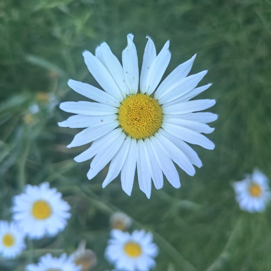丹丹厂家潮流女鞋