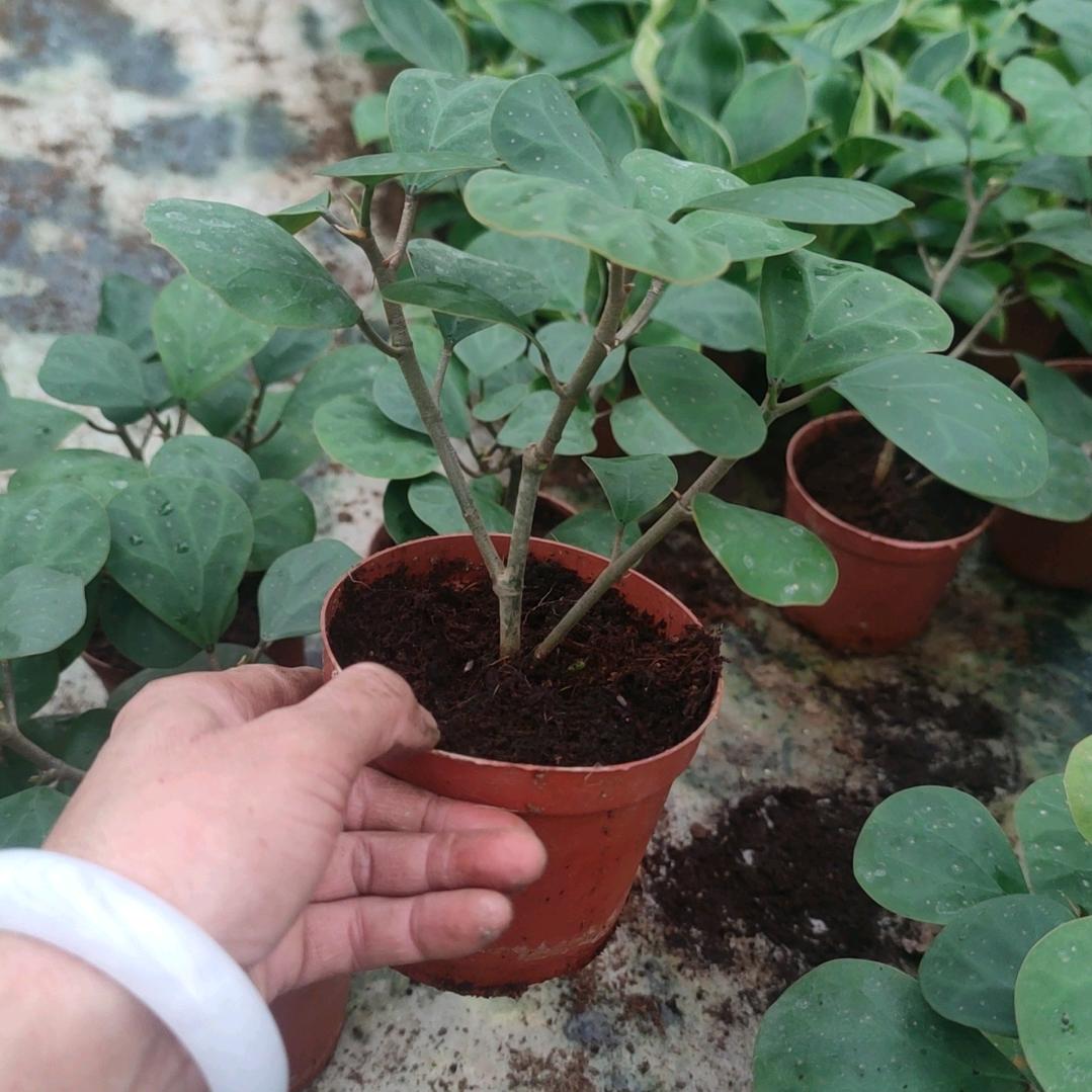 广州花卉