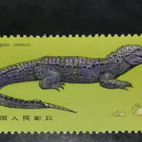 鳄鱼