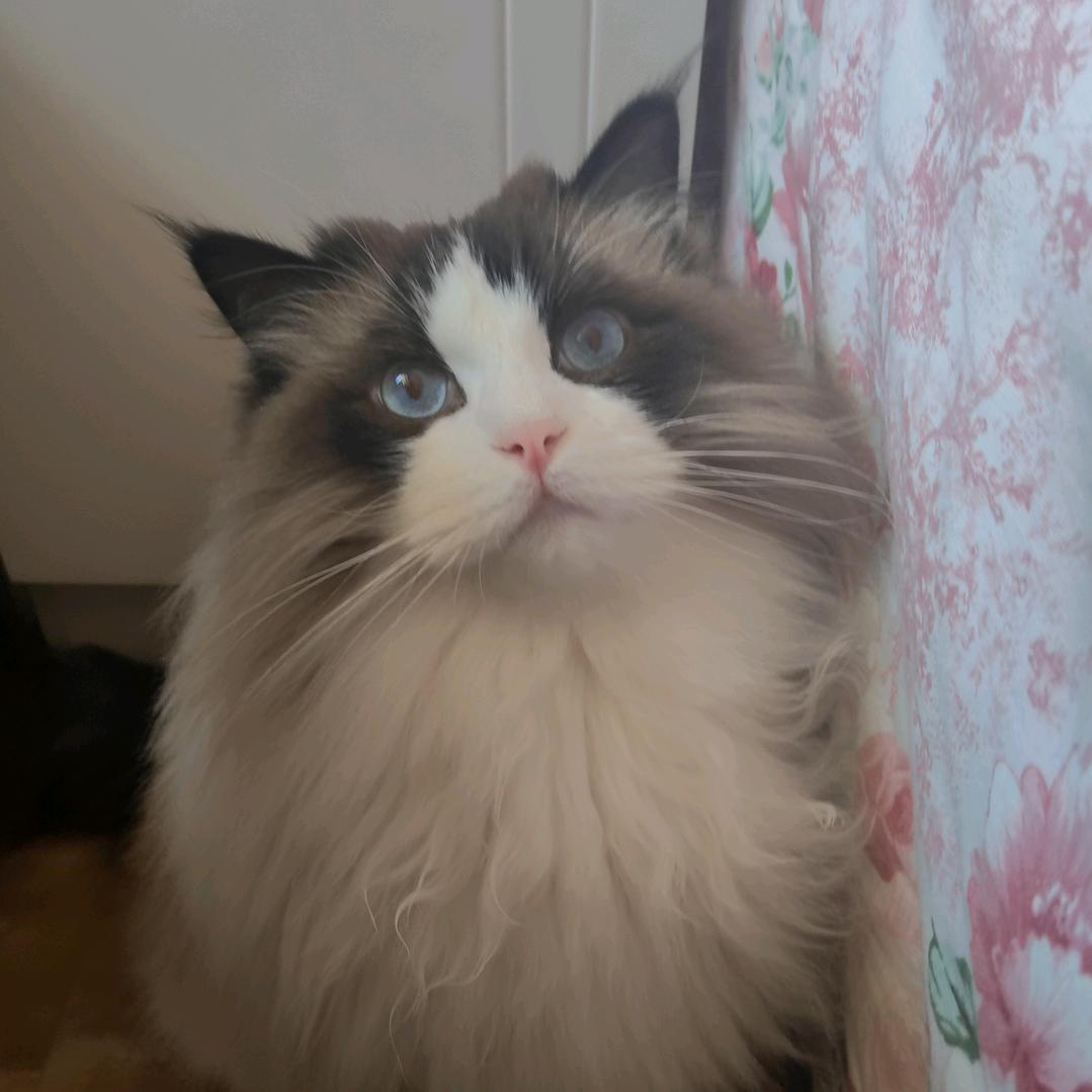 元宝是只招财猫