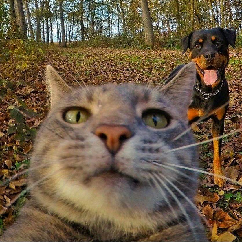 橘子辉煌（王者荣耀）