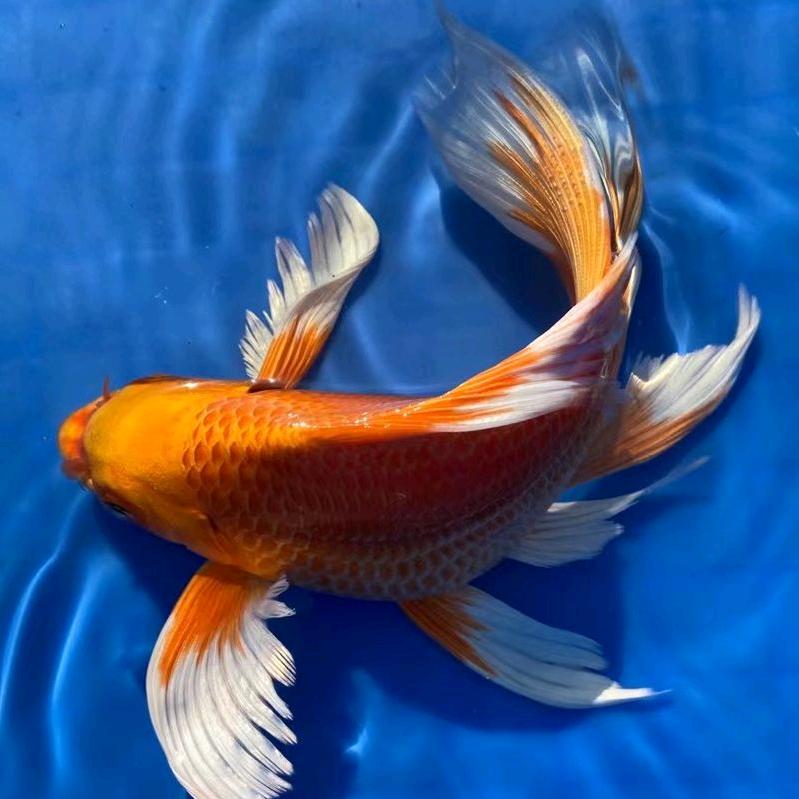 古灵水族用品