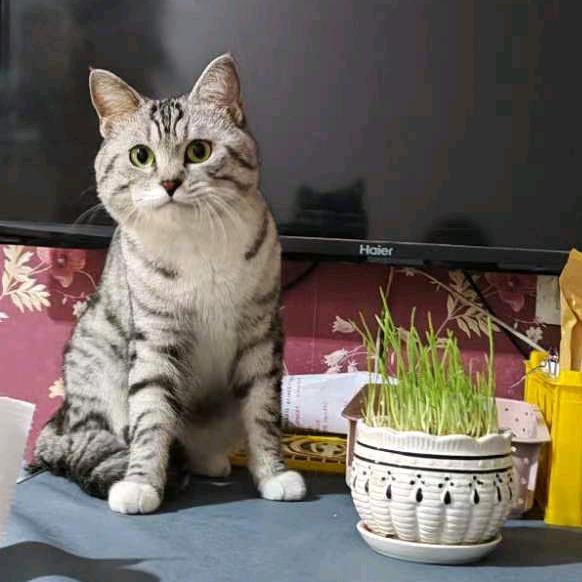 爱吃草的猫