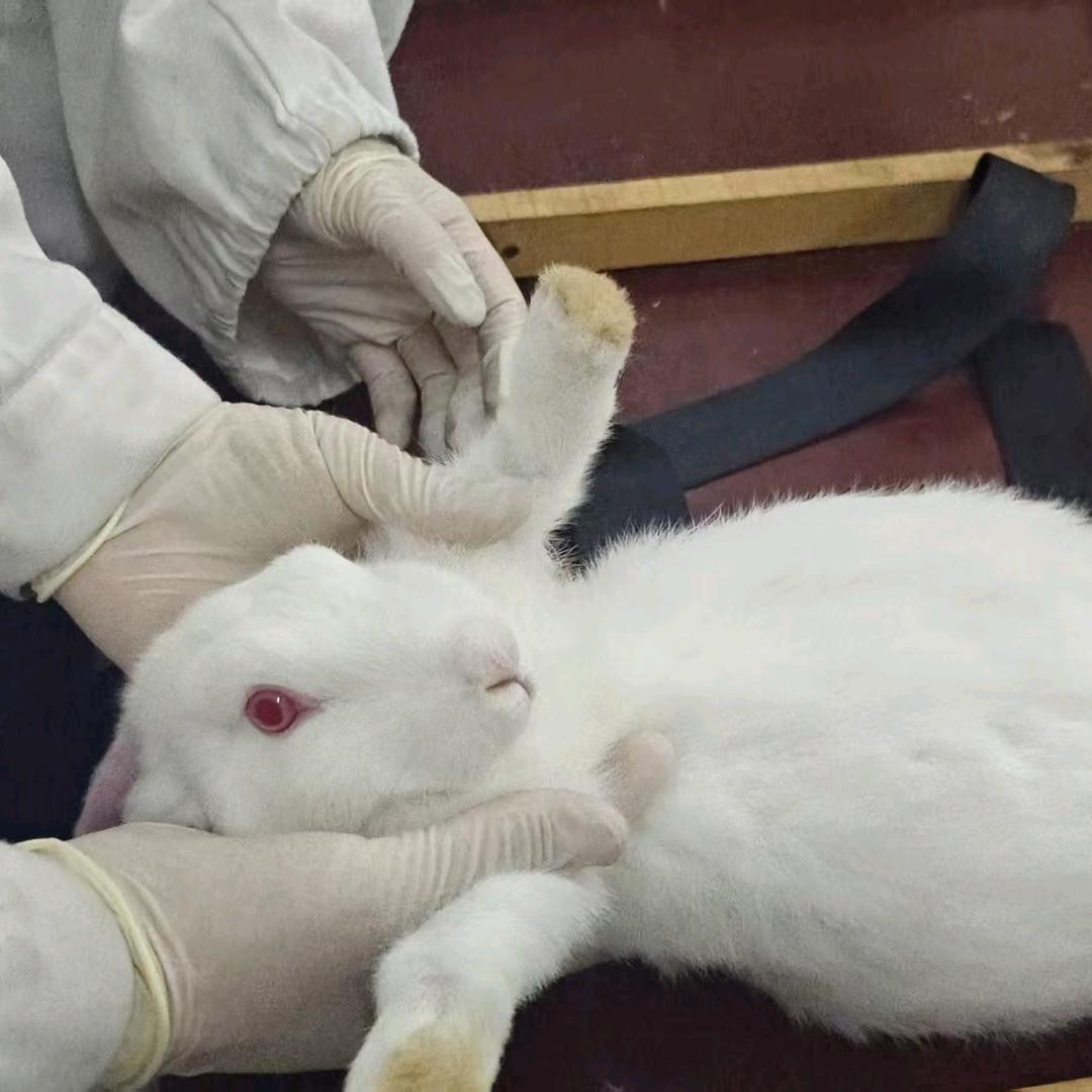哈夫克大火腿