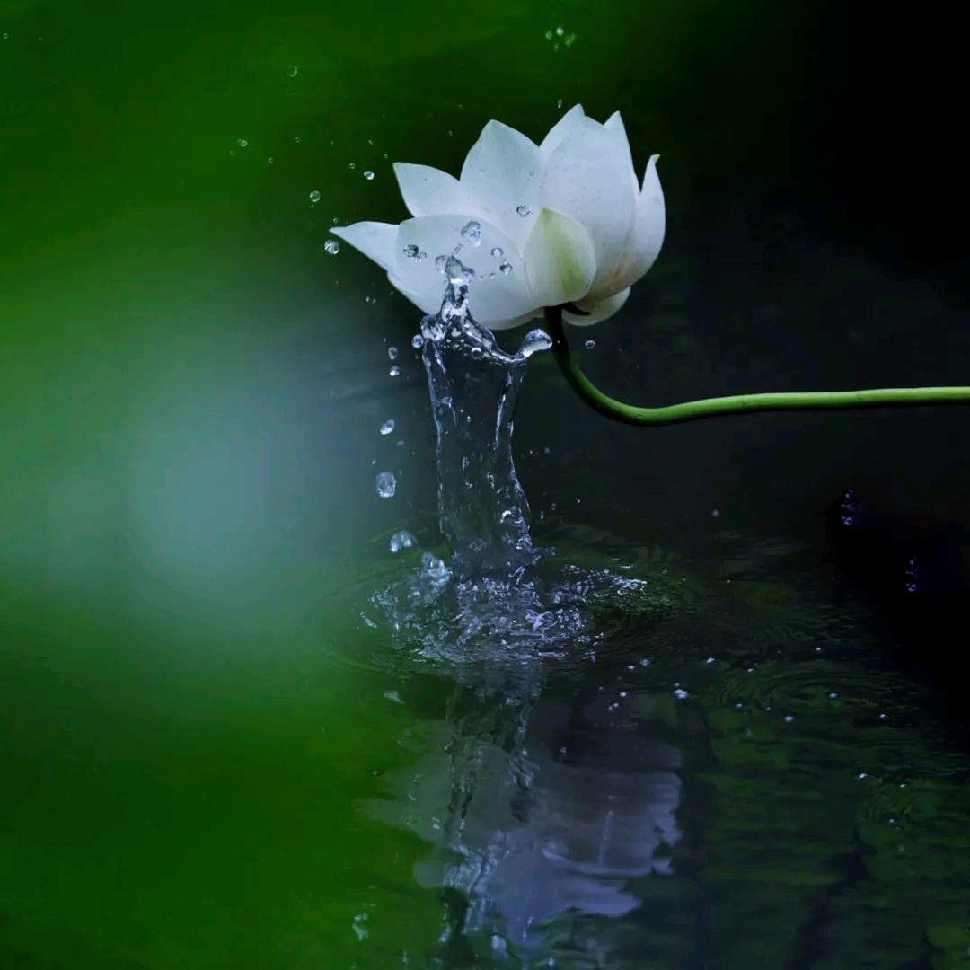 醒梦